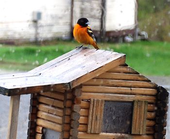 Rare birds in Kokadjo, Maine