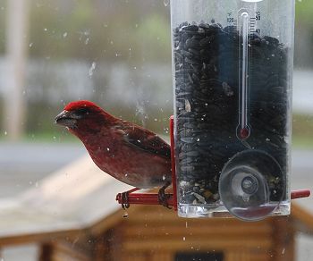 Purple Finch at Kokadjo, Maine