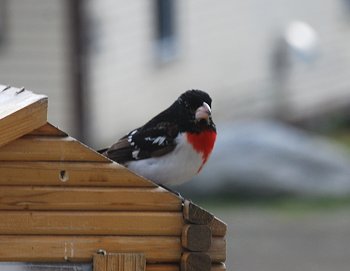 Male Rose Breasted grossbeak at Kokadjo Maine