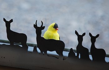 Gold Finch visiting Kokadjo Trading Post in Maine