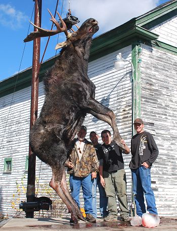 Maine moose hunting at Kokadjo