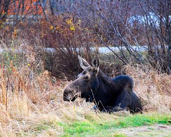 Moose watching in Kokadjo, Maine