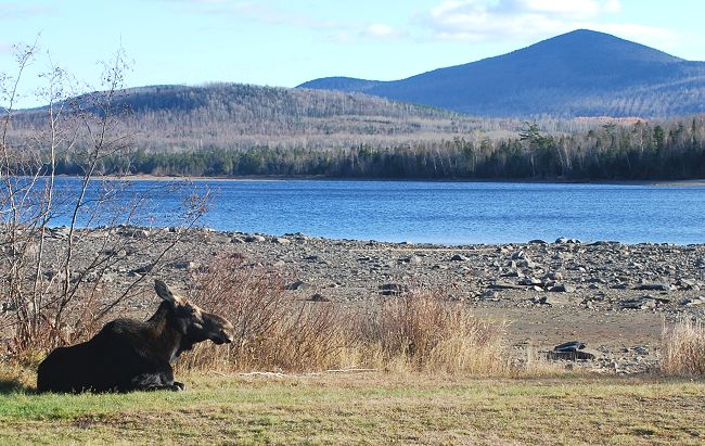 Moose watching in Kokadjo, Maine