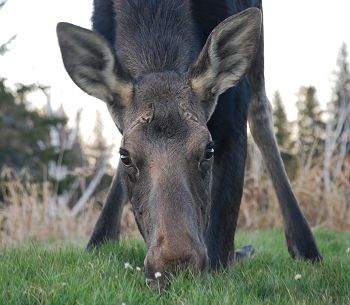 Moose watching in Kokadjo, Maine