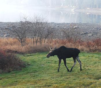 Moose watching in Kokadjo, Maine