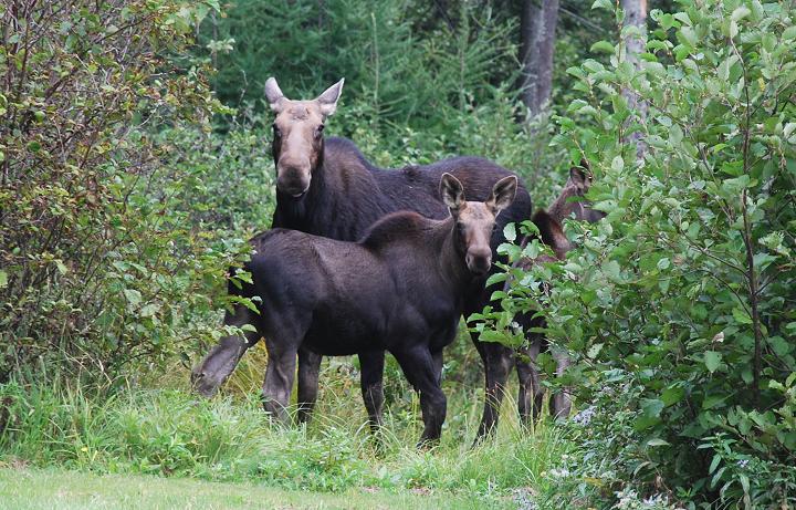 Moose and two claves at Kokadjo Trading Post