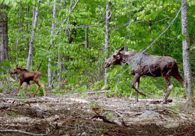 Cow moose and newborn calf in Kokadjo, Maine