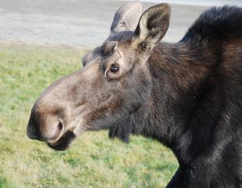 Moose watching in Kokadjo, Maine