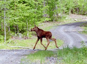 Moose watching in Kokadjo, Maine