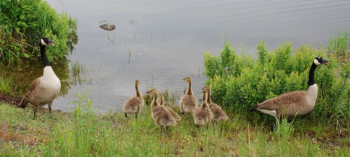 Pair of Canada geese and their goslings at Kokadjo