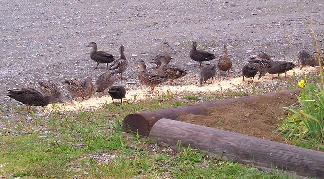 Wild ducks at Kokadjo, Maine