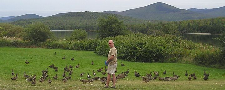 Wild ducks on the shore of First Roach Pond in Kokadjo, Maine