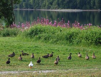 Unusual white duck at Kokadjo, Maine