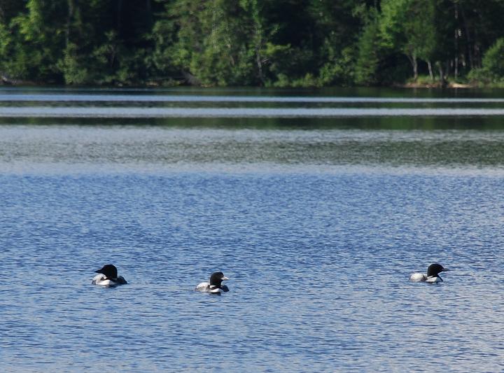 Loons on First Roach Pond at Kokadjo, Maine