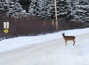 Whitetail deer in Kokadjo, Maine
