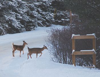 Whitetail deer at Kokadjo, Maine