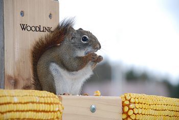 Red squirrel at Kokadjo, Maine