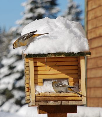 Rare birds at Kokadjo, Maine