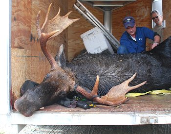 Maine moose hunting at Kokadjo