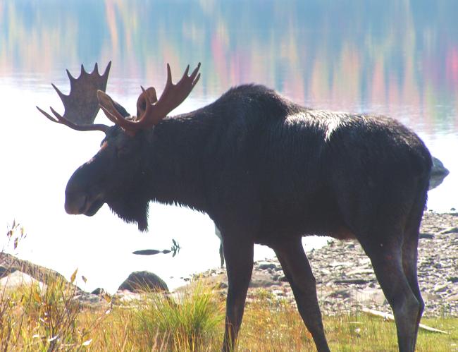 Bull moose on Kokadjo Cabins waterfront