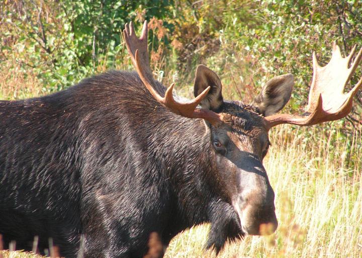 Bull moose at Kokadjo Maine