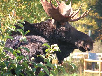 moose watching in Kokadjo, Maine