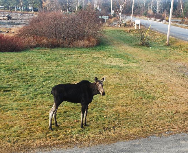 Cow moose in Kokadjo, Maine