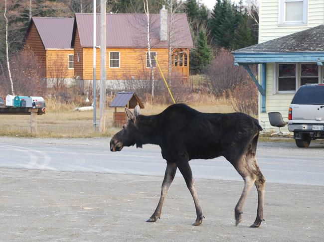 Moose walking by Kokadjo Trading Post in Maine