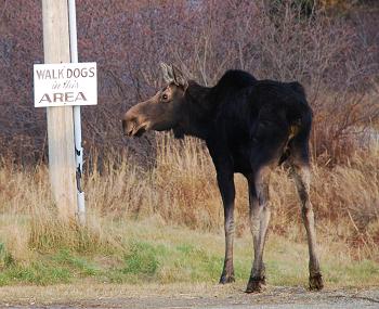 Moose watching in Kokadjo, Maine