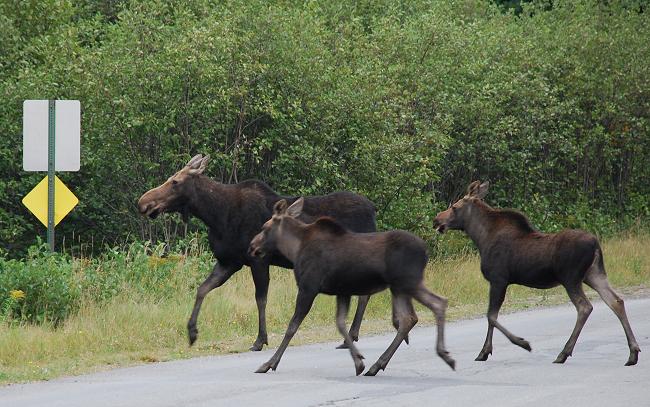 Cow moose with two calves in Kokadjo, Maine