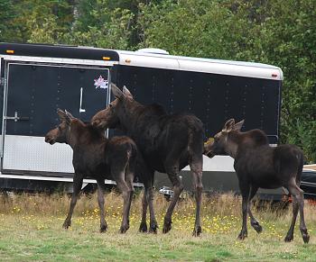 Moose watching in Kokadjo, Maine