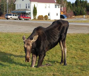 Moose watching in Kokadjo, Maine