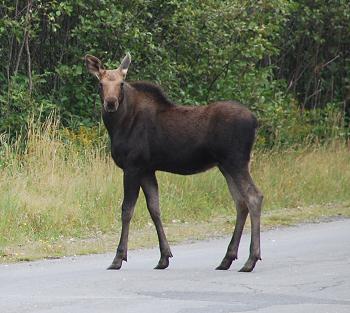 Moose watching in Kokadjo, Maine