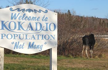 Moose watching in Kokadjo, Maine