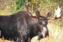 Maine moose