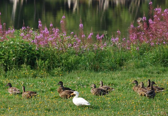 White duck sighted among Mallard ducks in Kokadjo, Maine