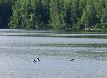 Loons on First Roach Pond at Kokadjo, Maine