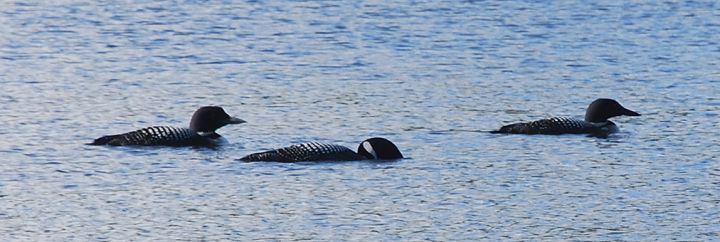 Loons at Kokadjo, Maine