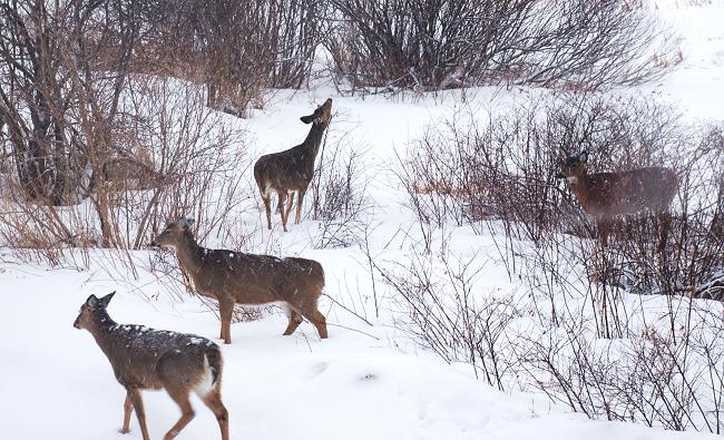 Whitetail deer at Kokadjo, Maine