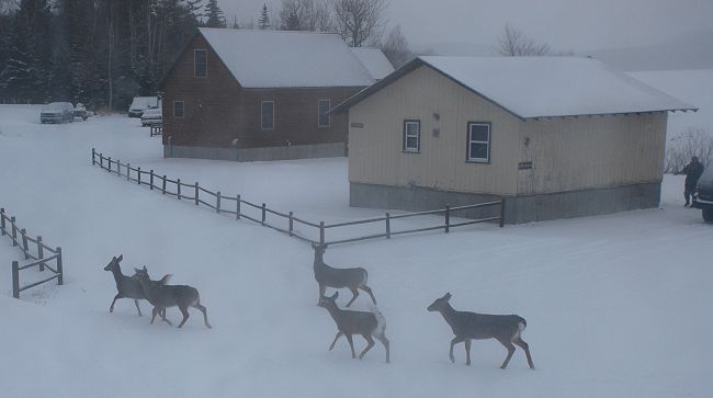 Whitetail deer in Kokadjo, Maine