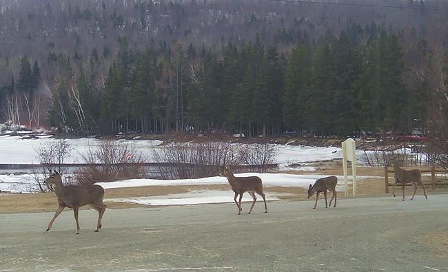 Whitetail deer in front of Kokadjo Trading Post