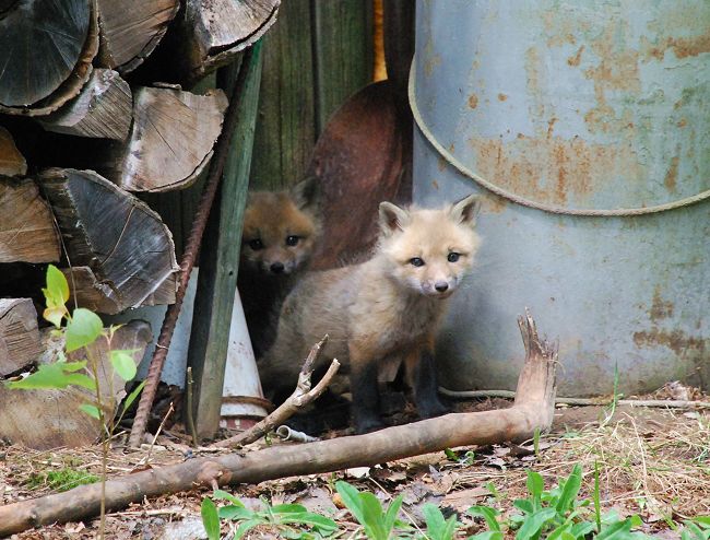 Red fox pups at Kokadjo, Maine