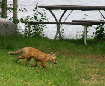 Red fox at Kokadjo, Maine